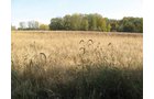 Property photo 3 - 212 Acres Offered in 6 Tracts - Selling Regardless of Price
